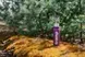 Термос Tramp Expedition Line 0,9 л фіолетовий (UTRC-027-purple) — купити в Україні
